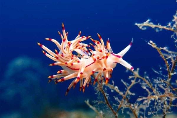 Red Sea Diving Tour with Lunch & Two Dive Sites